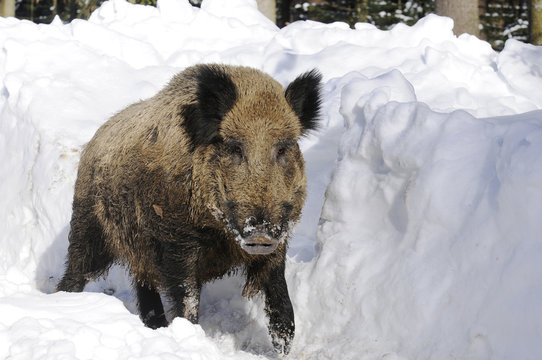 Wildschwein Keiler