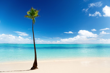 Carribean sea and coconut palm