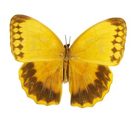 Yellow butterfly isolated on white.