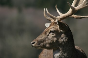 damhirsch