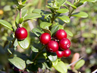 Cowberry