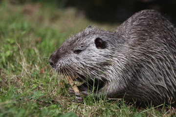 Nutria