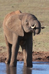 Fototapeta premium African Elephant at Waterhole