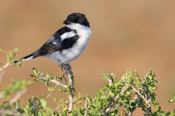 Shrike Bird