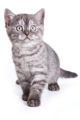 Obraz premium Kot brytyjski na białym tle