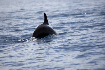 Bottlenose dolphin, Menay Bay, Zanzibar, Tanzania