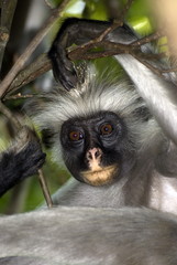 Red colobus, Jozani - Chwaka National Park, Zanzibar, Tanzania