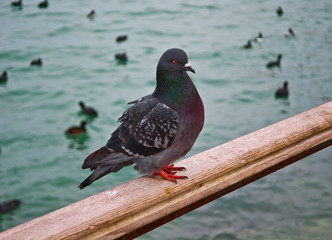 Pigeon
