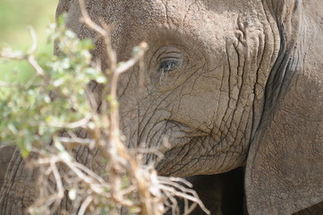 Fototapeta premium Elefant