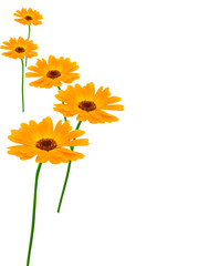 Obraz premium Flowers camomiles