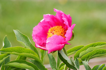 peony in the garden.