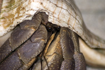 Crab hidden in shell, Kwale Island, Zanzibar, Tanzania
