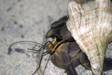 Crab hidden in shell, Kwale Island, Zanzibar, Tanzania