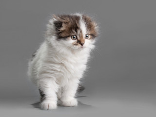 Male kitten scottish fold breed