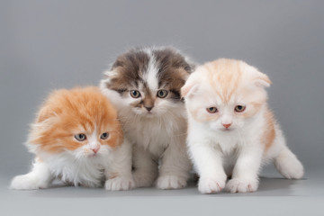 Male kitten scottish fold breed