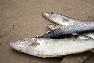 Fish in the market, Stone Town, Zanzibar, Tanzania