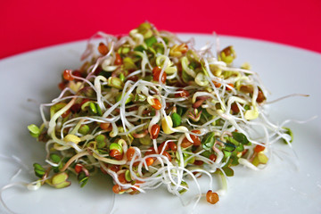 germes de radis noir