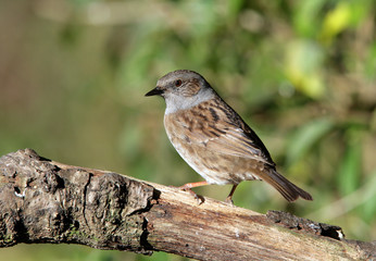 Portrait of a Dunnock