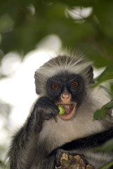 Red colobus, Jozani - Chwaka National Park, Zanzibar, Tanzania