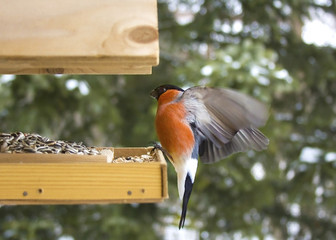 Dompfaffe beim Flug