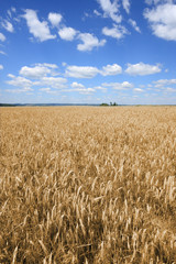 Fields of barley in Poland