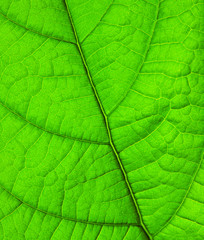Plakat zielony liść