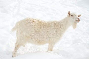 goat - 20677180