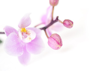 Naklejka na ściany i meble Kwiaty piękne orchid