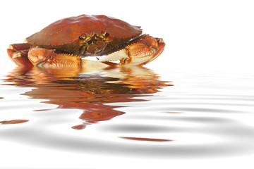 dungeness crab isolated on white background in the water