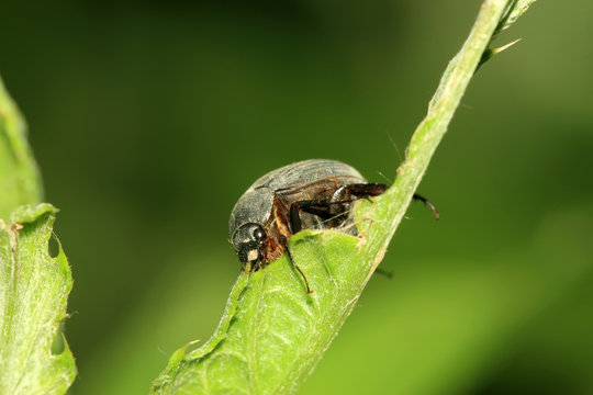dark melolonthidae