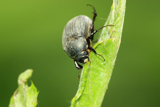dark melolonthidae