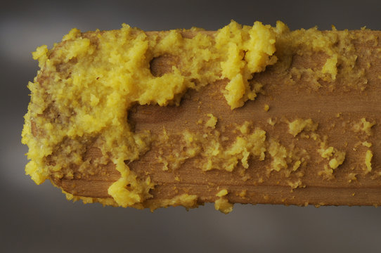 Polenta