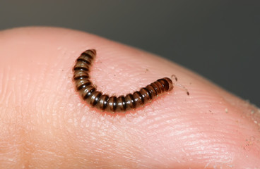 insects