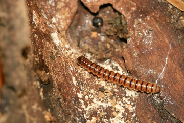insects