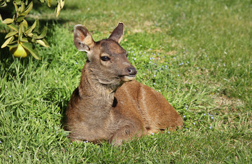 Deer Fawn in meadow