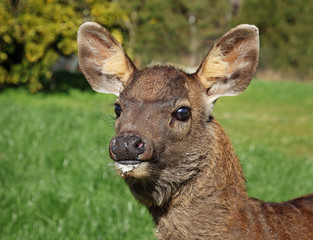 Baby Sambar Deer Fawn