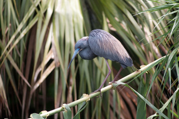 Tricolored heron