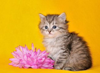 Siberian kitten with flower