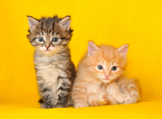 Fototapeta na wymiar Dwa kociaki syberyjskie