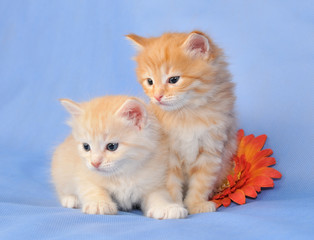 Two siberian kittens with flower