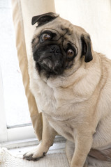 Pug with Tilted Head