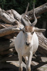 Young Addax (antelope) in a public zoo