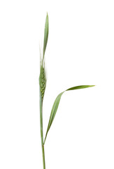 Fototapeta premium Wheat isolated on white background
