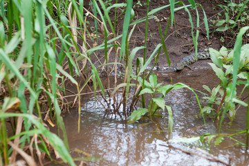 a child crocodile