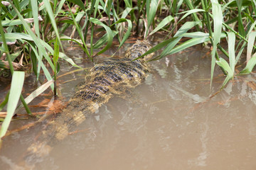a crocodile