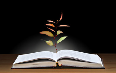 Tree growing from open book
