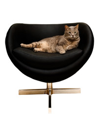 cat in a chair - 20684393