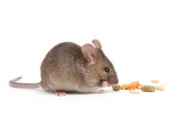 cute mouse eating isolated on white - 20684572
