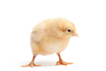Fototapeta premium funky baby chicken isolated on white