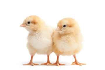 two baby chicks isolated on white - 20684578